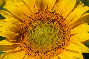 Obraz premium Close-up of a yellow blooming sunflower. The pollen is clearly visible.