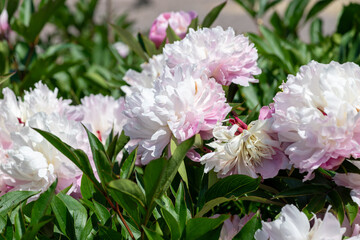 Chinese peony (paeonia lactiflora) flowers