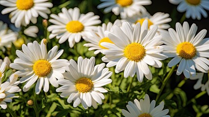 Obraz premium daisies in the garden