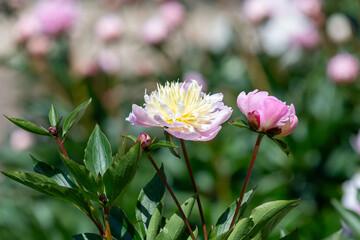 Close up of a Chinese peony (paeonia lactiflora) flower © tom