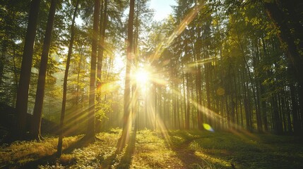 Sunlight Streaming Through Forest Trees at Dawn