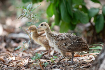 Pfau Baby Geschwister