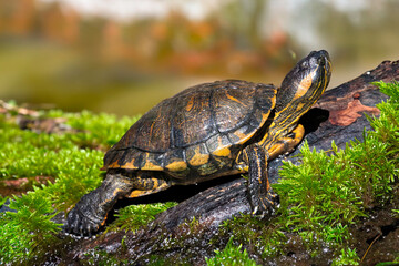 Obraz premium Typical freshwater turtle from the Brazilian Pantanal and Amazon rainforest, 