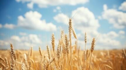 Fototapeta premium Wheat Stalks Swaying in a Summer Field Under a Blue Sky