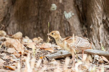 Baby Pfau