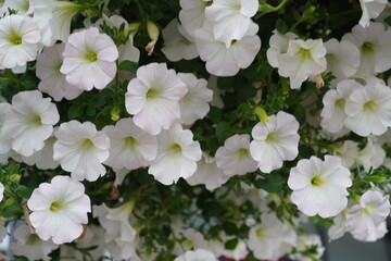 Many white petunias blooming flowers with green leaves. Background or backdrop.