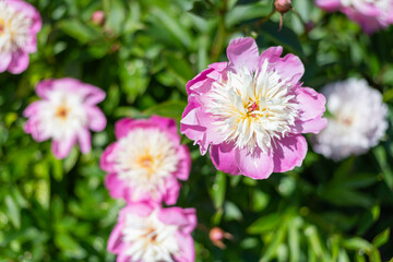 Obraz premium Chinese peony (paeonia lactiflora) flowers