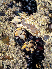 Live Goose neck barnacles or Galician barnacles (Pollicipes pollicipes) on a rock on the Galician coast (Spain) - known in Spain as percebes