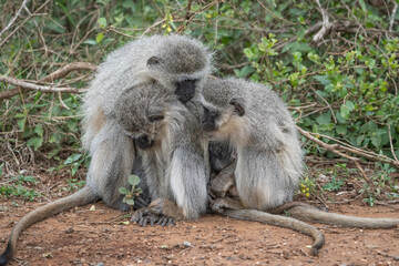 Three Vervet Monkeys with a tiny baby cuddling close together in the cold winter day. Kruger Park.