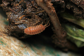 Isopods beetle animal macro photo