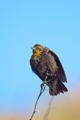 Portrait of female yellow headed blackbird.