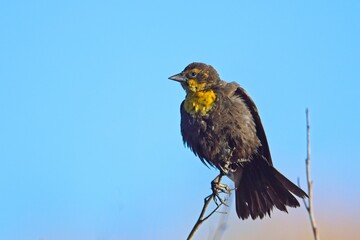 Fototapeta premium Side view of female yellow headed blacbird.