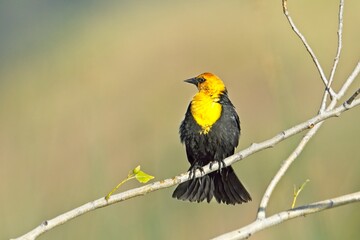 Yellow headed black bird looks to the side.