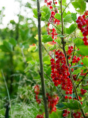 Red currant berries hanging on the bush. Summertime. Green and sunny background. Berry bush. Fresh and ripe berries. 