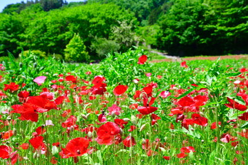 老神温泉ポピー畑（群馬県）