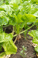 Freshly harvested beets with green tops, dirt still clinging to their roots, piled together in a field. The image captures the essence of organic farming and the vibrant, natural growth of vegetables.