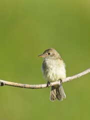 Cute western wood pewee on branch.
