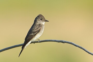 Western wood pewee perched on branch.