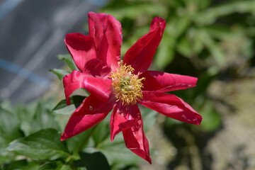 アメリカ　シャクヤク