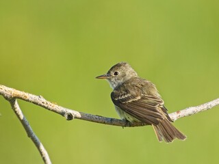 Perched western wood pewee in the morning.