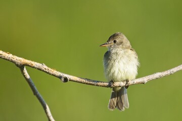 Small western wood pewee on a branch.