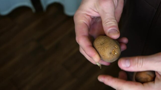Old unusable potatoes with roots in the farmer's hand, spoiled potatoes in their skins, sprouted potatoes. Top view.