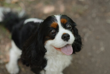 black and white Cavalier King Charles Spaniel dog sitting on path in park, warm sunny summer day, dogwalking concept