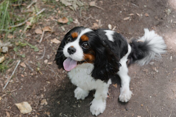black and white Cavalier King Charles Spaniel dog sitting on path in park, warm sunny summer day, dogwalking concept