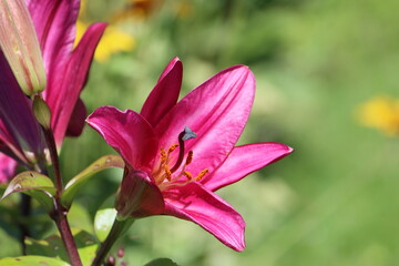 Fototapeta premium Sweden. Lilium philadelphicum, also known as the wood lily, Philadelphia lily, prairie lily, or western red lily, is a perennial species of lily native to North America. 