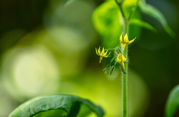 fleurs de tomates cerise 