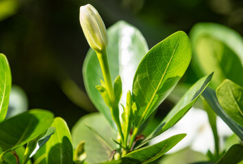 Bouton de fleur de Tiare Tahiti,  Gardenia taitensis