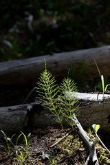 Horsetail plant in forest by logs