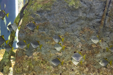 branchi di pesci tropicali