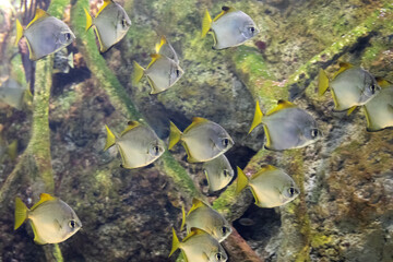 banchi di pesci tropicali