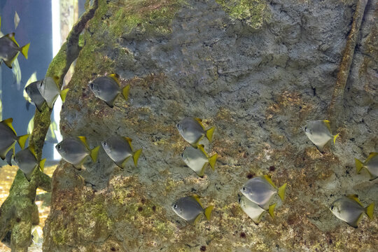 branchi di pesci tropicali