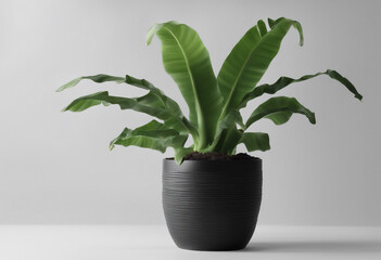 Obraz premium Decorative banana tree planted in black ceramic pot isolated on white background