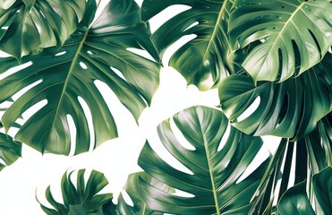 Lush Green Monstera Leaves Against White Background