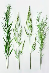 Obraz premium A group of green plants sitting on a white surface, ideal for use as a background or to add some natural touches to your design