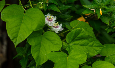 Fleurs de passiflore