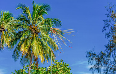 Fototapeta premium Lancer de javelot appelé Patia fa en Tahitien au Tu'aro Ma'ohi de Tahiti en Polynésie
