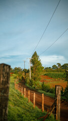 camino en el campo