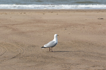 Fototapeta premium Seagull on a Sandy Beach