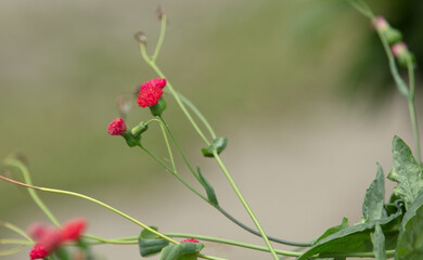 Fleur goutte de sang rouge, emilia fosbergii