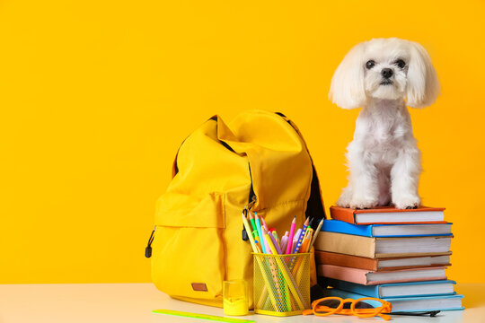 Cute Maltese dog with eyeglasses and different school stationery on yellow background
