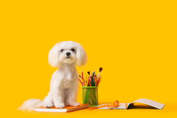 Cute Maltese dog with different school stationery on yellow background