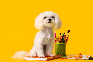 Cute Maltese dog with different school stationery on yellow background
