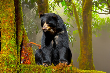 Very rare South American Spectacled Bear Sitting Relaxing in Humid Tropical Forest