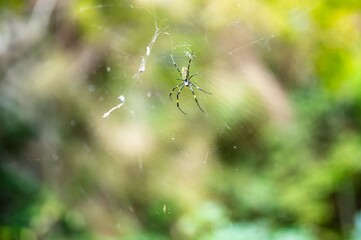 Spider on a Web in a Sunlit Forest