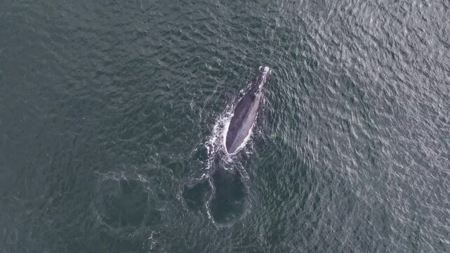Baleia Franca, a Brazilian whale in Florianopolis, Brazil. Aerial view.