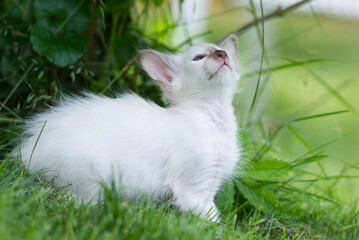 Balinese Kitten im Garten